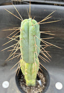 Potted Cactus Trichocereus Bridgesii Jiimz Twin Spine 1 Gallon by The Succulent Source