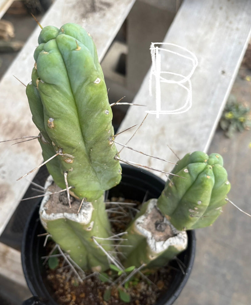 #EC14 Exact Trichocereus Bridgesii "Jiimz Twin Spine" Potted Cactus A-E