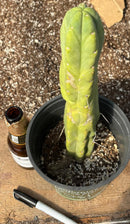 #EC14 Exact Trichocereus Bridgesii "Jiimz Twin Spine" Potted Cactus A-E
