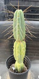 Potted Cactus Trichocereus Bridgesii Jiimz Twin Spine 1 Gallon by The Succulent Source