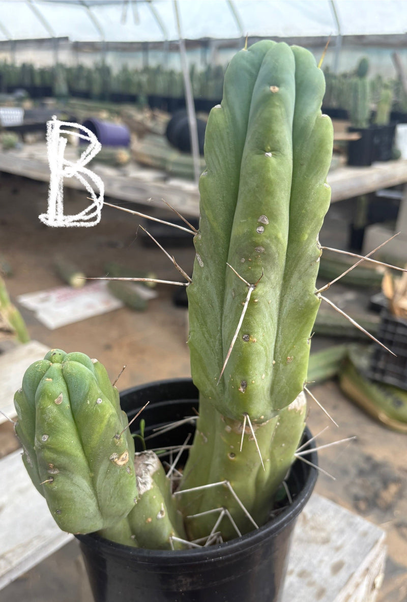 #EC14 Exact Trichocereus Bridgesii "Jiimz Twin Spine" Potted Cactus A-E
