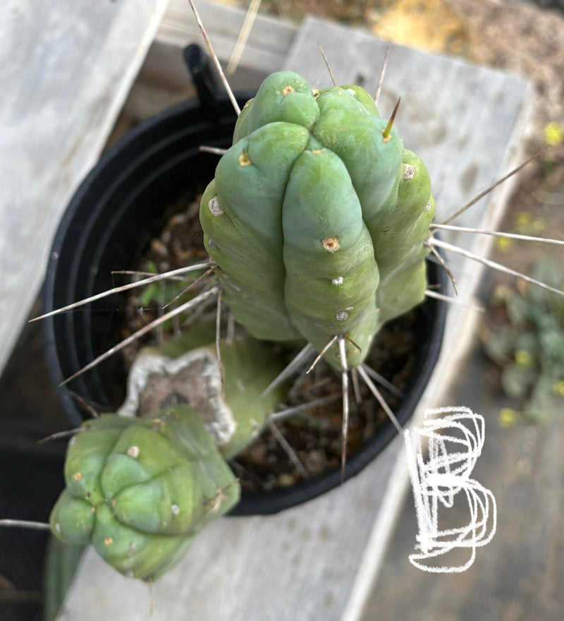 #EC14 Exact Trichocereus Bridgesii "Jiimz Twin Spine" Potted Cactus A-E