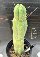 Potted Cactus Trichocereus Bridgesii Jiimz Twin Spine 1 Gallon by The Succulent Source