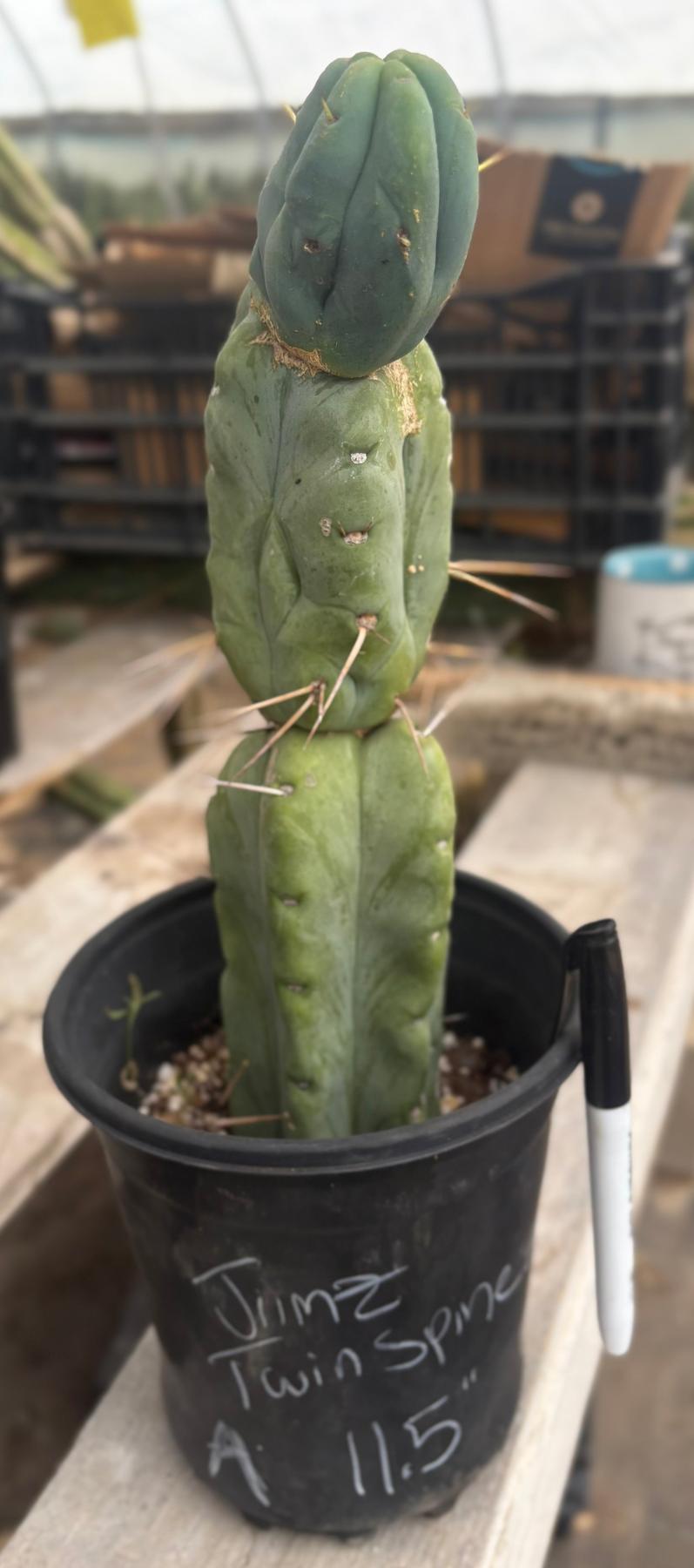#EC14 Exact Trichocereus Bridgesii "Jiimz Twin Spine" Potted Cactus A-E