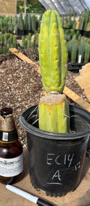 #EC14 Exact Trichocereus Bridgesii "Jiimz Twin Spine" Potted Cactus A-E