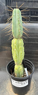 Potted Cactus Trichocereus Bridgesii Jiimz Twin Spine 1 Gallon by The Succulent Source