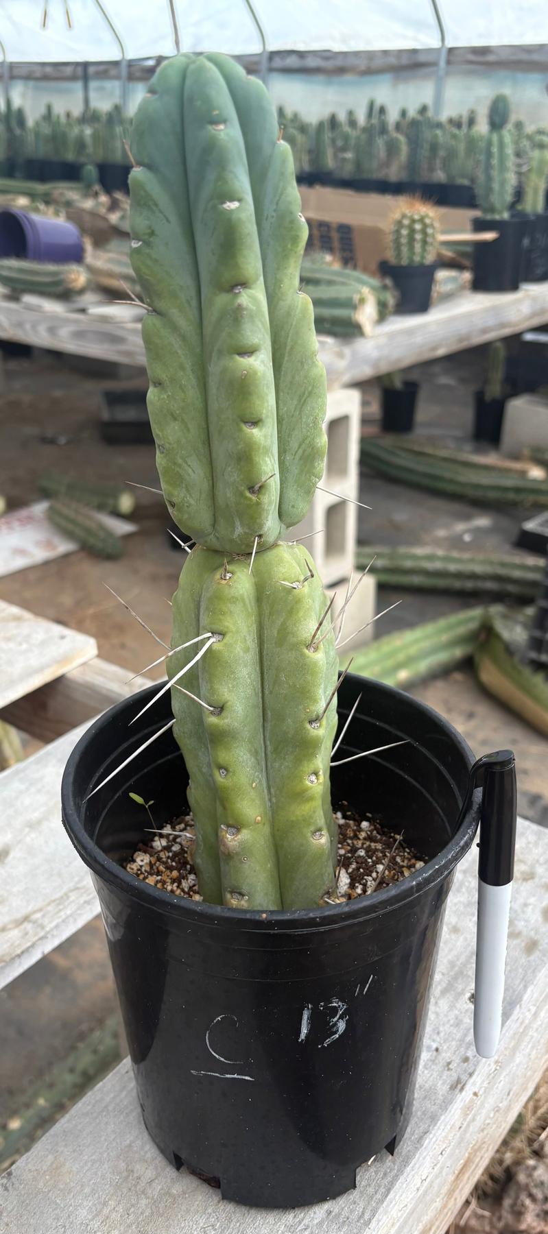 #EC14 Exact Trichocereus Bridgesii "Jiimz Twin Spine" Potted Cactus A-E