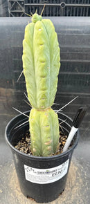 Potted Cactus Trichocereus Bridgesii Jiimz Twin Spine 1 Gallon by The Succulent Source