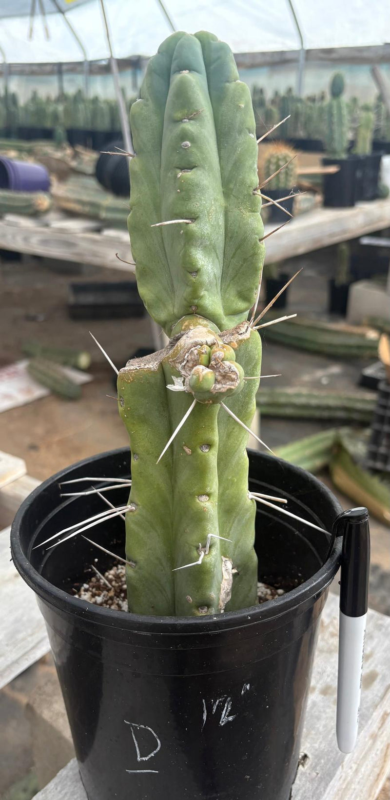 #EC14 Exact Trichocereus Bridgesii "Jiimz Twin Spine" Potted Cactus A-E