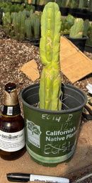 #EC14 Exact Trichocereus Bridgesii "Jiimz Twin Spine" Potted Cactus A-E