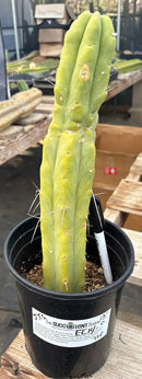 Potted Cactus Trichocereus Bridgesii Jiimz Twin Spine 1 Gallon by The Succulent Source