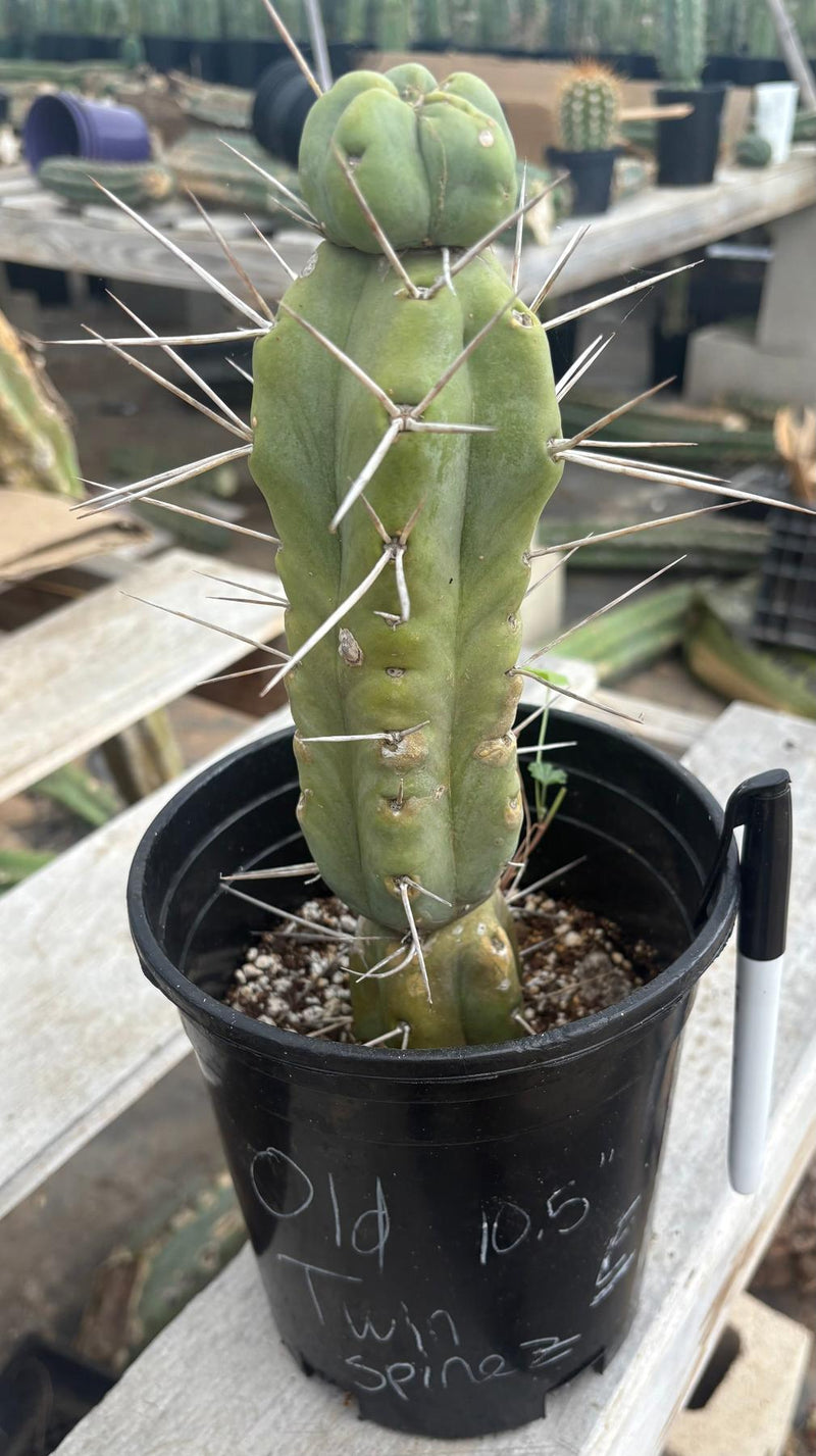 #EC14 Exact Trichocereus Bridgesii "Jiimz Twin Spine" Potted Cactus A-E