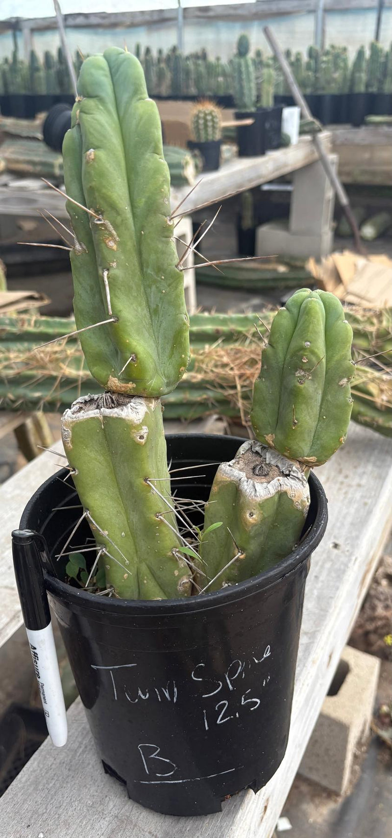#EC14 Exact Trichocereus Bridgesii "Jiimz Twin Spine" Potted Cactus A-E