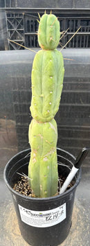 Potted Cactus Trichocereus Bridgesii Jiimz Twin Spine 1 Gallon by The Succulent Source