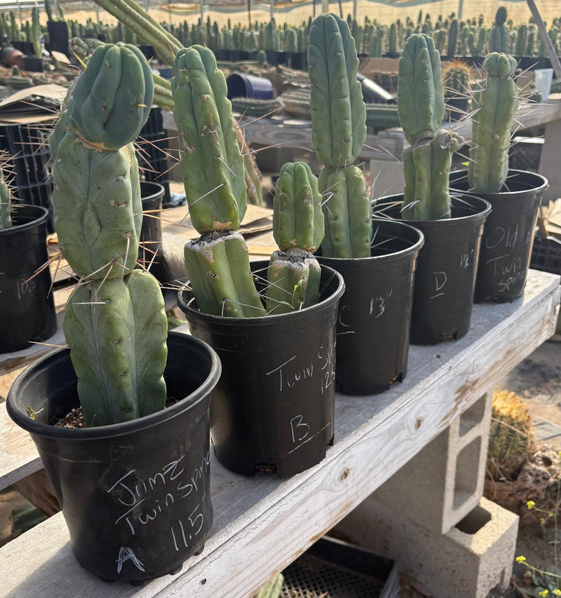 #EC14 Exact Trichocereus Bridgesii "Jiimz Twin Spine" Potted Cactus A-E