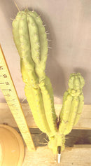 #EC140 EXACT Trichocereus Pachanoi Monstrose TPM Cactus Cutting 27.5”