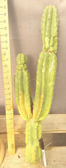 #EC140 EXACT Trichocereus Pachanoi Monstrose TPM Cactus Cutting 27.5”