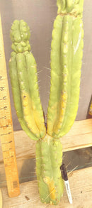 #EC140 EXACT Trichocereus Pachanoi Monstrose TPM Cactus Cutting 27.5”