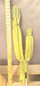 #EC140 EXACT Trichocereus Pachanoi Monstrose TPM Cactus Cutting 27.5”
