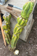 #EC143 EXACT Trichocereus Pachanoi PC Cactus Cutting 35”