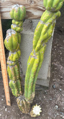 #EC143 EXACT Trichocereus Pachanoi PC Cactus Cutting 35”
