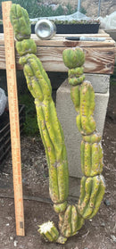 #EC143 EXACT Trichocereus Pachanoi PC Cactus Cutting 35”
