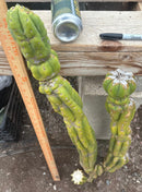 #EC143 EXACT Trichocereus Pachanoi PC Cactus Cutting 35”
