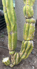 #EC143 EXACT Trichocereus Pachanoi PC Cactus Cutting 35”