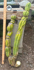 #EC143 EXACT Trichocereus Pachanoi PC Cactus Cutting 35”