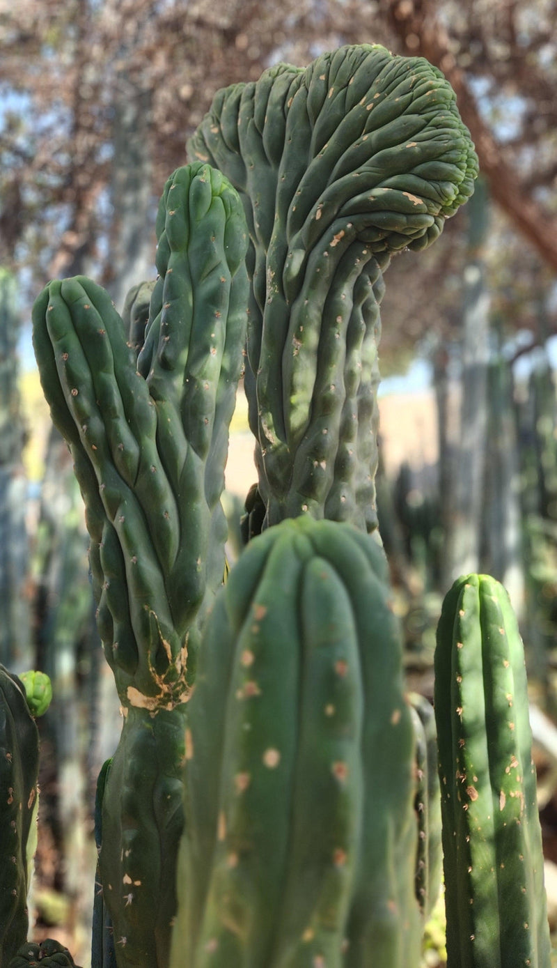 #EC144 EXACT Trichocereus Pachanoi Monstrose TPM Cactus Cuttings