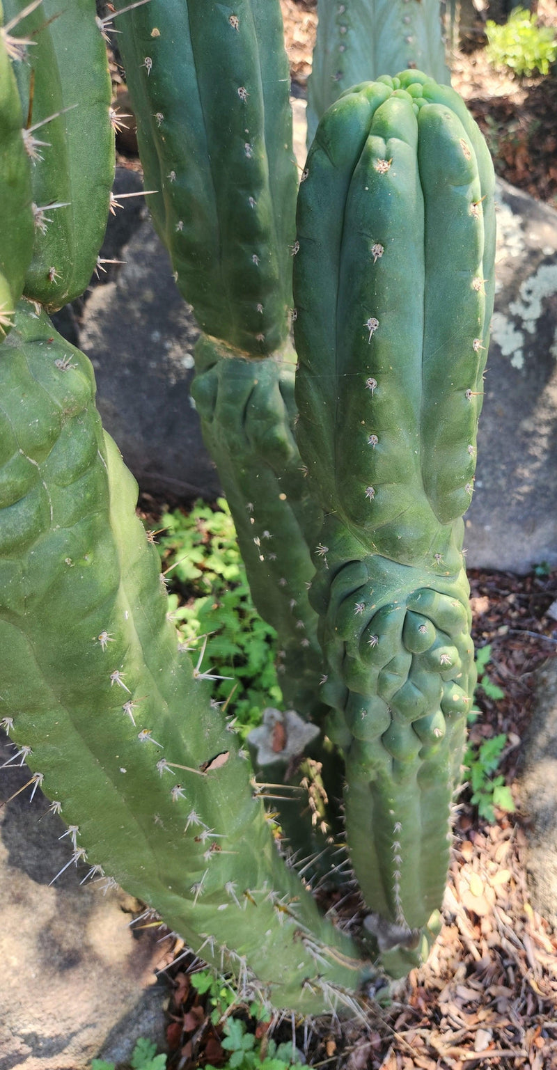 #EC144 EXACT Trichocereus Pachanoi Monstrose TPM Cactus Cuttings