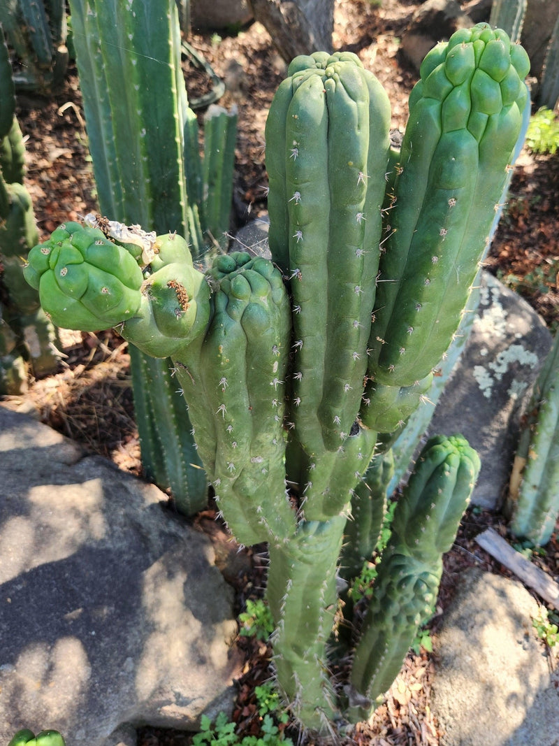 #EC144 EXACT Trichocereus Pachanoi Monstrose TPM Cactus Cuttings