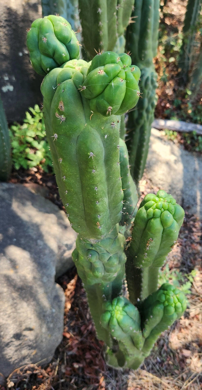 #EC144 EXACT Trichocereus Pachanoi Monstrose TPM Cactus Cuttings