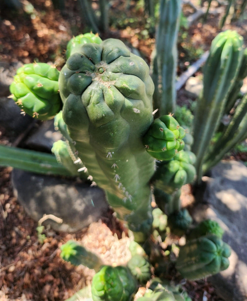 #EC144 EXACT Trichocereus Pachanoi Monstrose TPM Cactus Cuttings