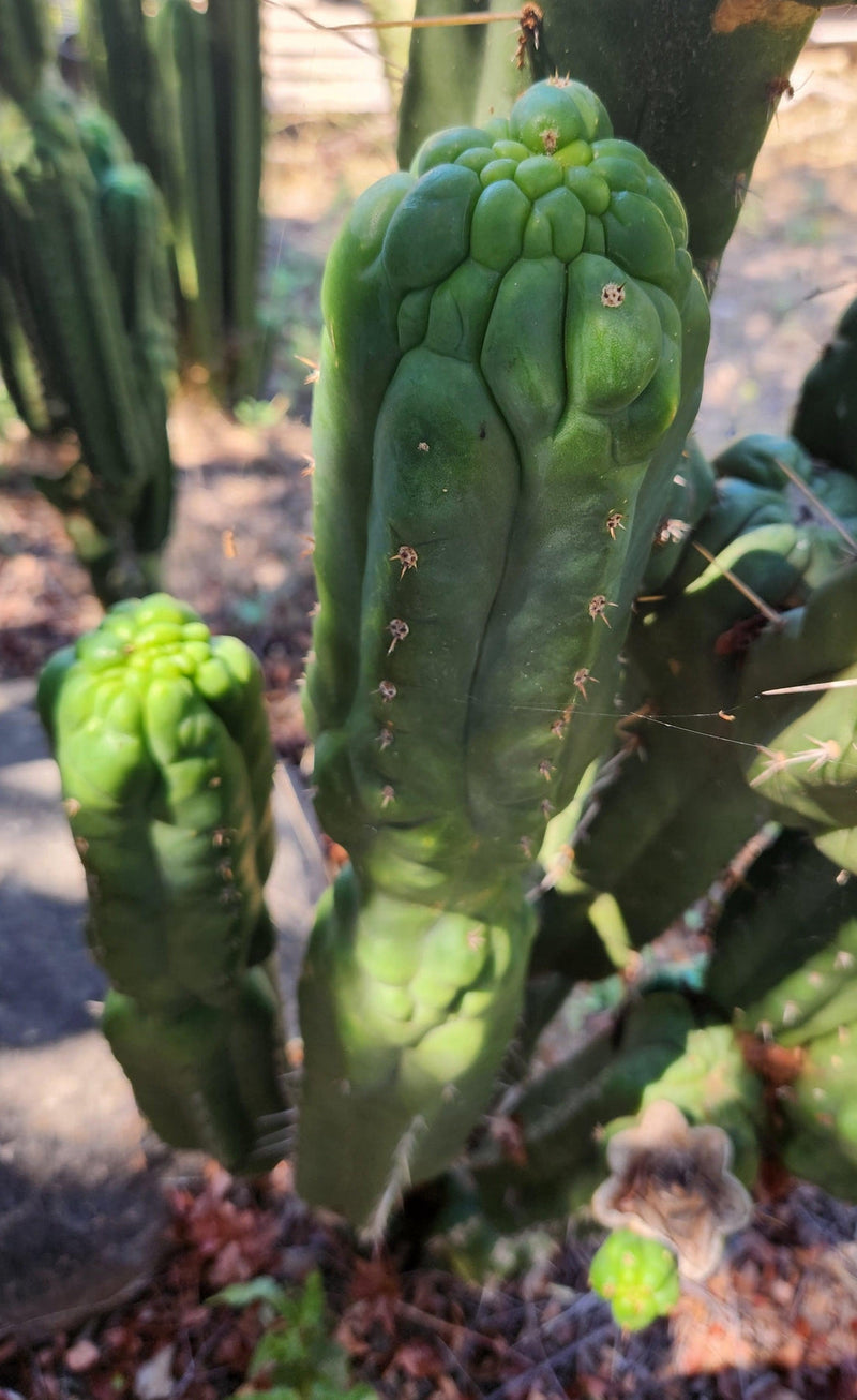 #EC144 EXACT Trichocereus Pachanoi Monstrose TPM Cactus Cuttings