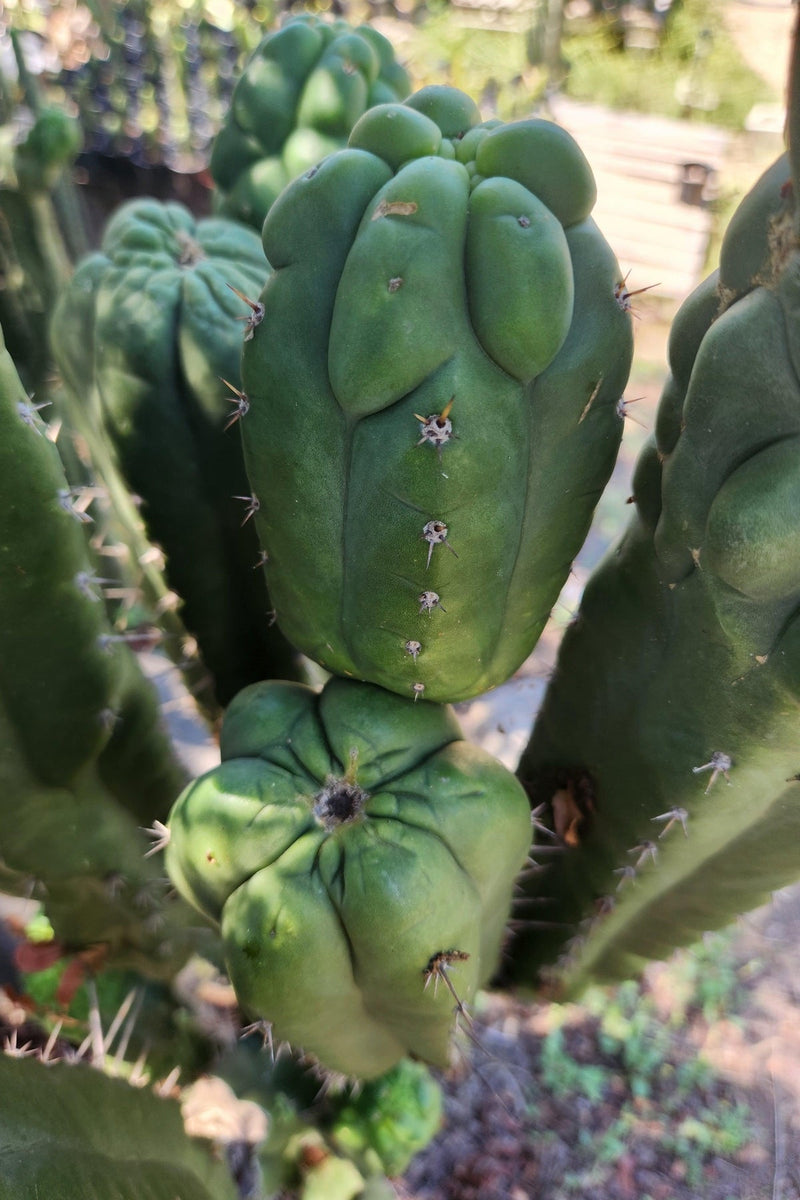 #EC144 EXACT Trichocereus Pachanoi Monstrose TPM Cactus Cuttings