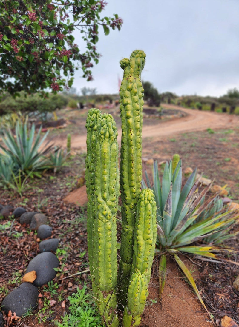 #EC144 EXACT Trichocereus Pachanoi Monstrose TPM Cactus Cuttings