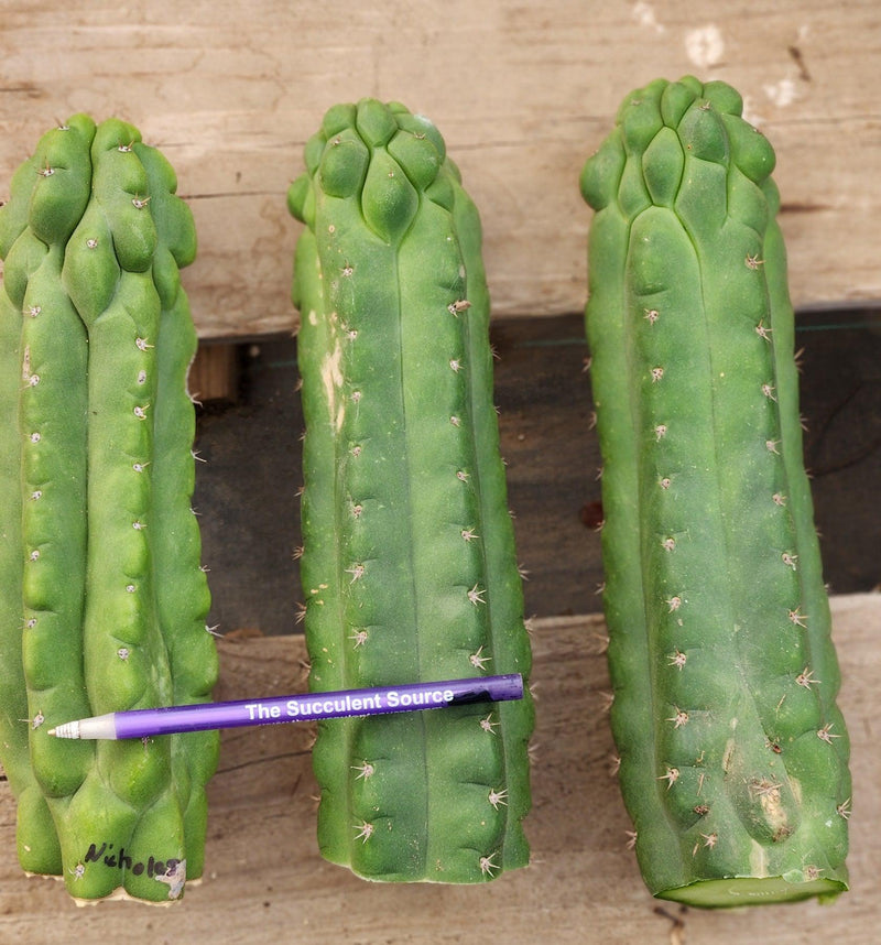 #EC144 EXACT Trichocereus Pachanoi Monstrose TPM Cactus Cuttings