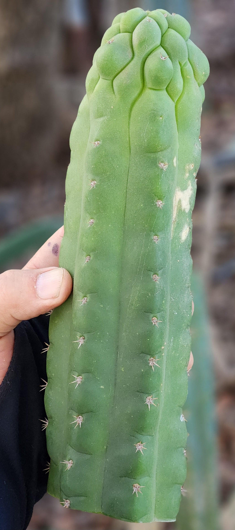 #EC144 EXACT Trichocereus Pachanoi Monstrose TPM Cactus Cuttings