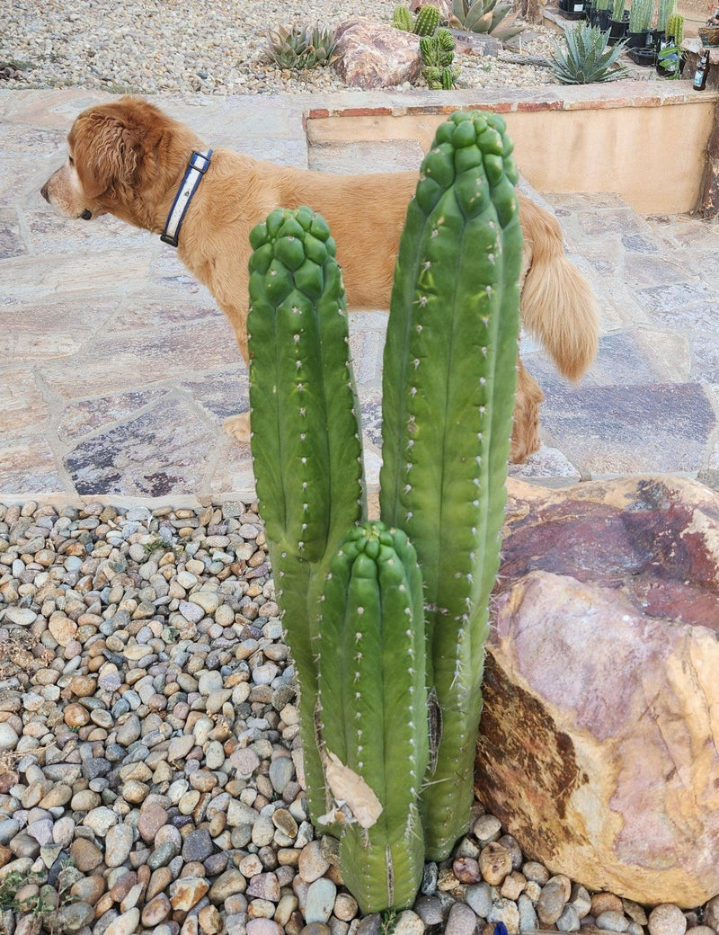 #EC144 EXACT Trichocereus Pachanoi Monstrose TPM Cactus Cuttings