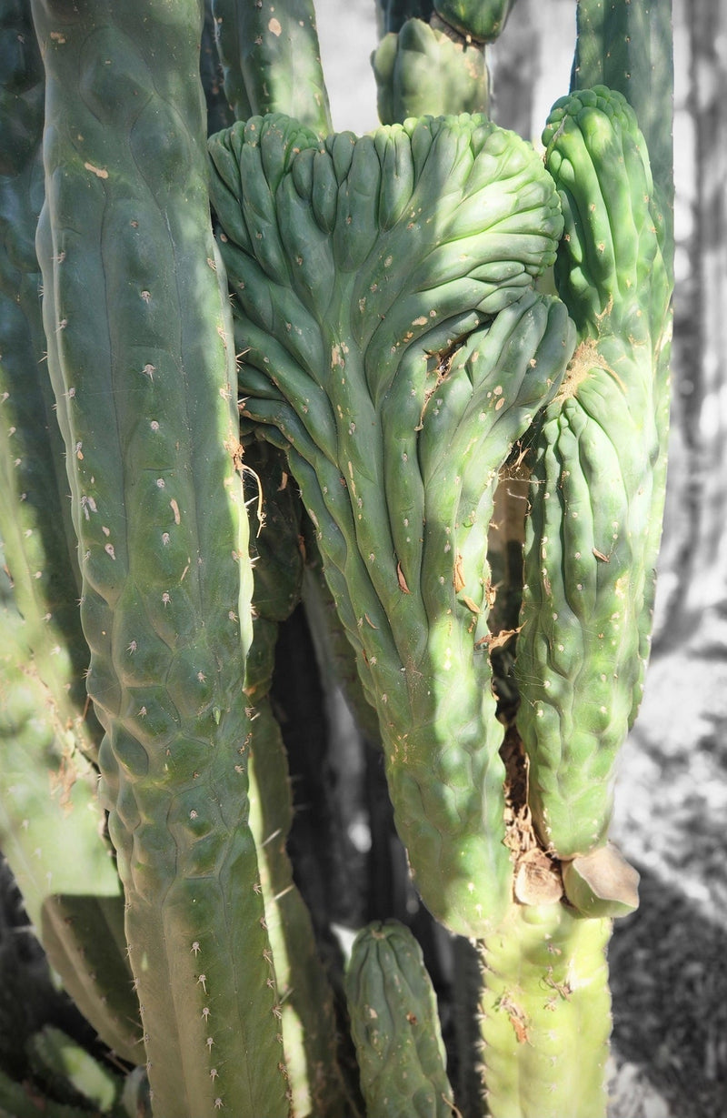 #EC144 EXACT Trichocereus Pachanoi Monstrose TPM Cactus Cuttings