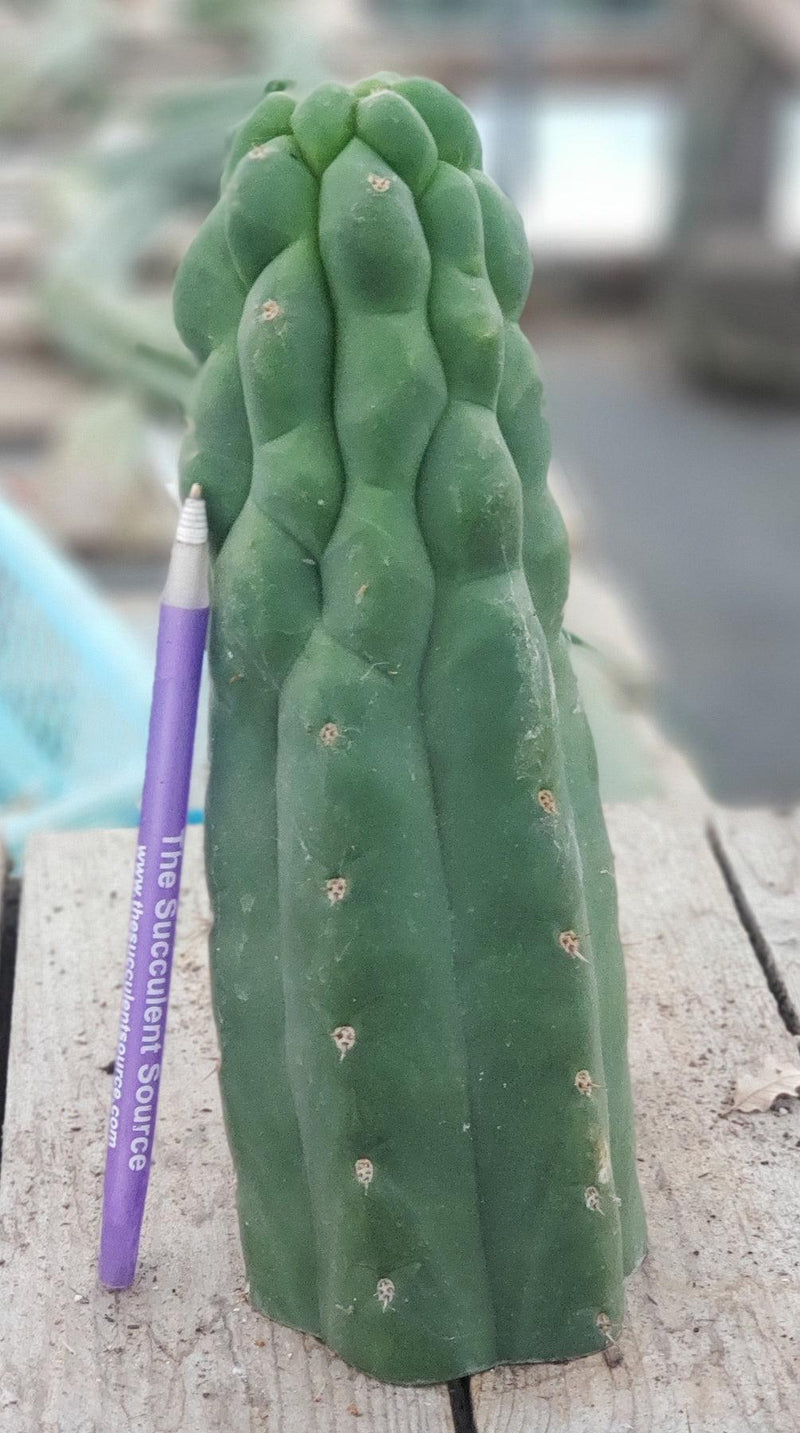 #EC144 EXACT Trichocereus Pachanoi Monstrose TPM Cactus Cuttings