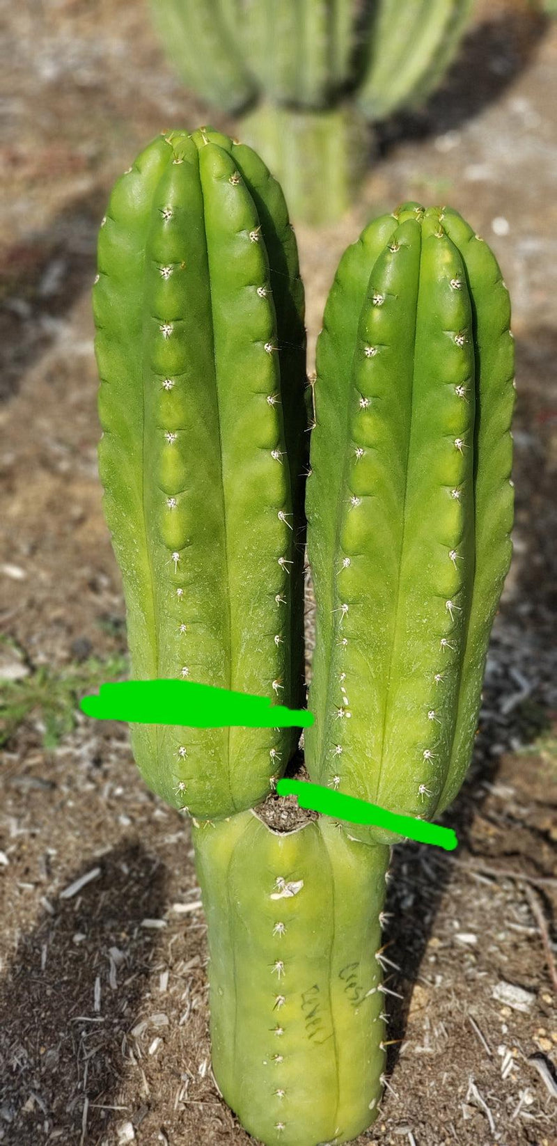 #EC144 EXACT Trichocereus Pachanoi Monstrose TPM Cactus Cuttings