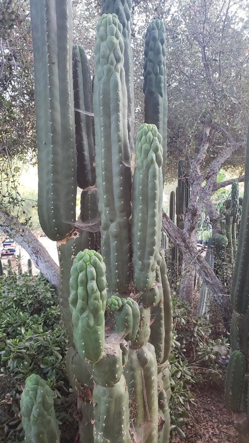 #EC144 EXACT Trichocereus Pachanoi Monstrose TPM Cactus Cuttings