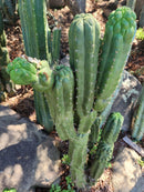 #EC144 Trichocereus Pachanoi Monstrose TPM Cactus Cuttings