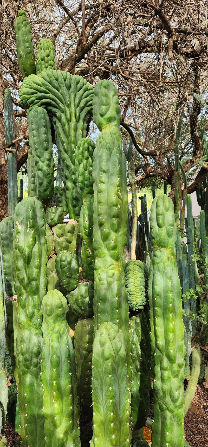 #EC144 Trichocereus Pachanoi Monstrose TPM Cactus Cuttings
