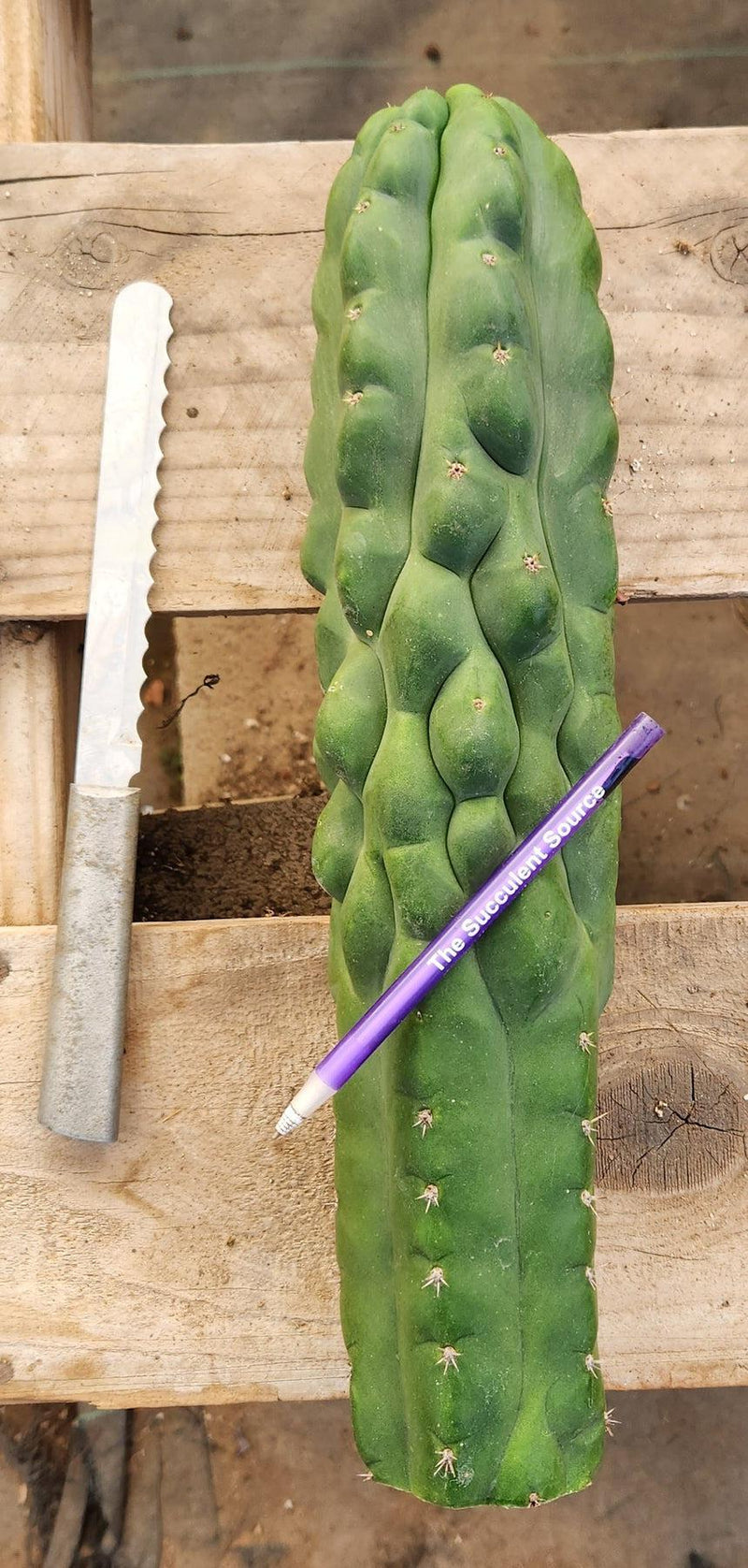 #EC144 Trichocereus Pachanoi Monstrose TPM Cactus Cuttings