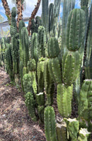 #EC144 Trichocereus Pachanoi Monstrose TPM Cactus Cuttings
