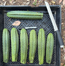 #EC145 EXACT Trichocereus Pachanoi Star Ayacucho Cactus cuttings 8-9”