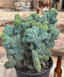 #EC146 EXACT Myrtillocactus Geometrizans Elite Crested Cactus